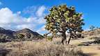 Beautiful Joshua tree specimen among the Covington Flats road